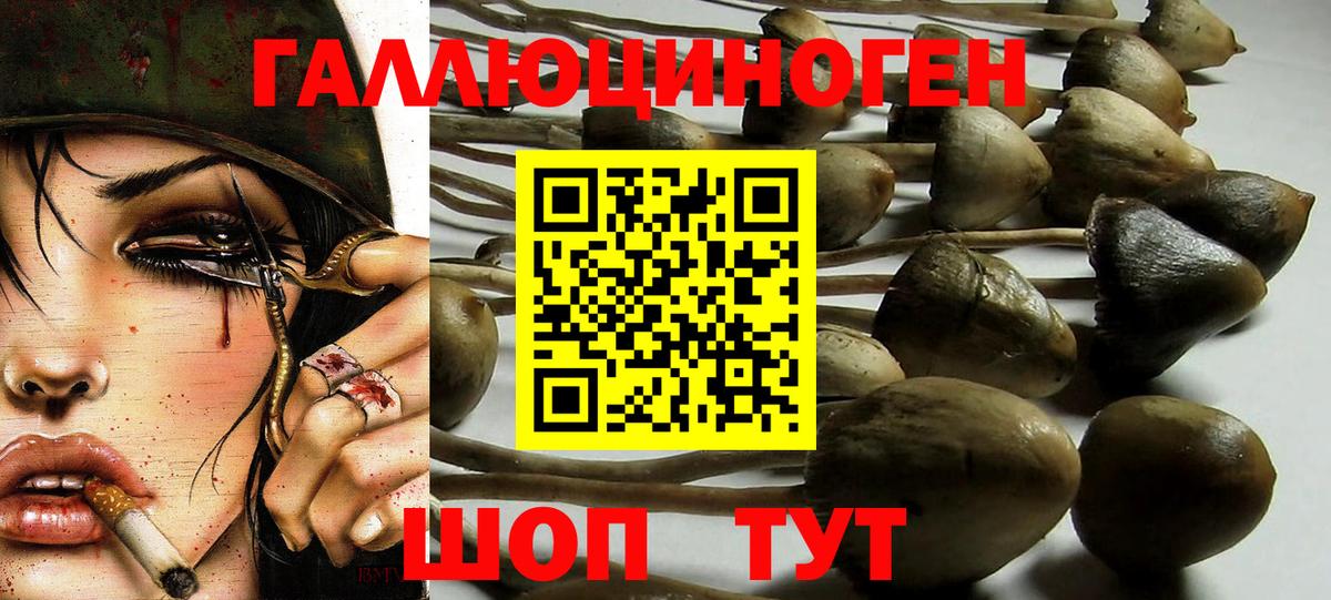 Славгород  Псилоцибиновые грибы Psilocybe  закладка  Вход с VPN 