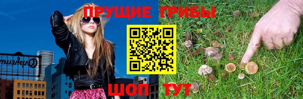 Псилоцибиновые грибы Psilocybine cubensis Славгород